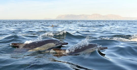 Imagen del tour: Avistamiento de delfines y tour a Arrábida