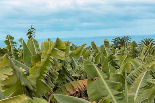 Imagen del tour: Tour privado de una plantación bananera ecológica.