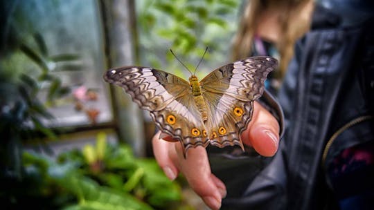 Imagen del tour: Boleto de entrada al jardín de mariposas