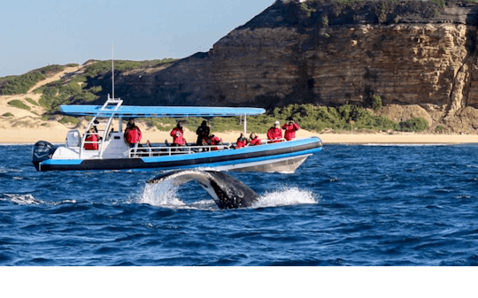 Imagen del tour: Tour de encuentro con ballenas jorobadas