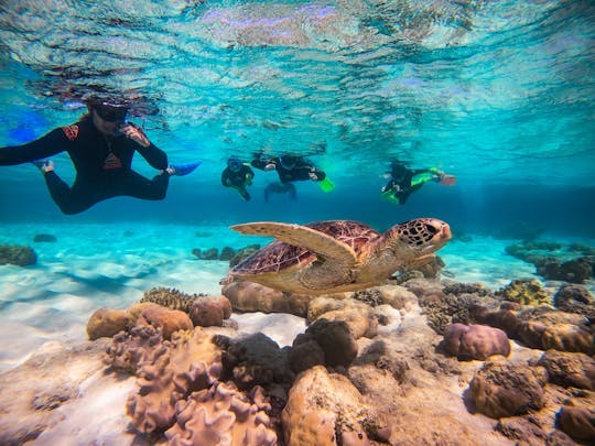 Imagen del tour: Safari de medio día en el océano Aventura en la Gran Barrera de Coral