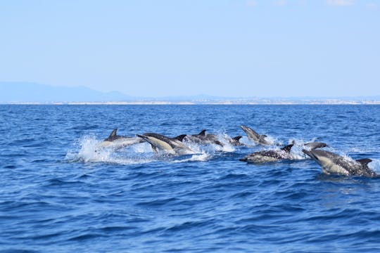 Imagen del tour: Tour de observación de delfines y cuevas del Algarve