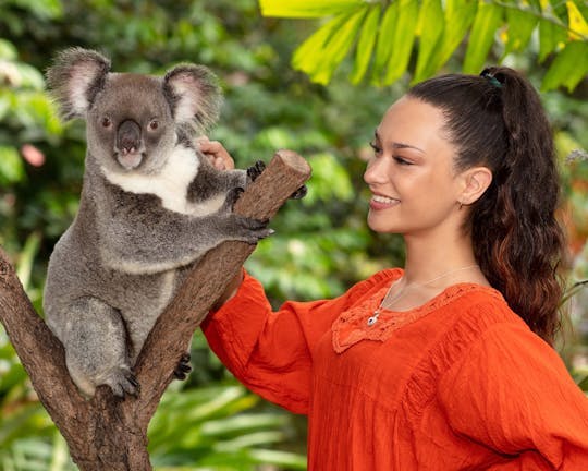 Imagen del tour: Jardines de koalas de Kuranda