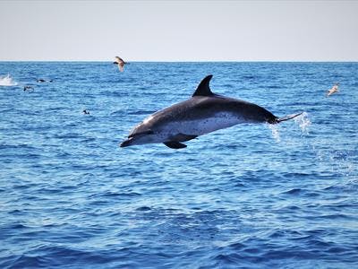 Imagen del tour: Nadar con delfines cerca de Angra do Heroísmo en la isla de Terceira