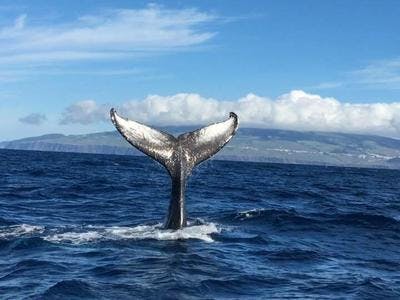 Imagen del tour: Avistamiento de ballenas en la isla Terceira