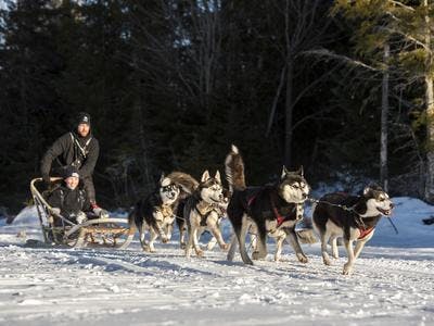 Imagen del tour: Excursión en trineo de perros en St Hippolyte, cerca de Montreal
