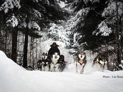 Imagen del tour: Excursión en trineo de perros cerca del lago Saint Joseph, en Quebec