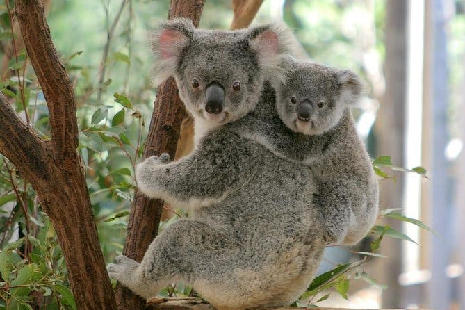 Imagen del tour: Tarjeta de un día para Lone Pine Koala Sanctuary