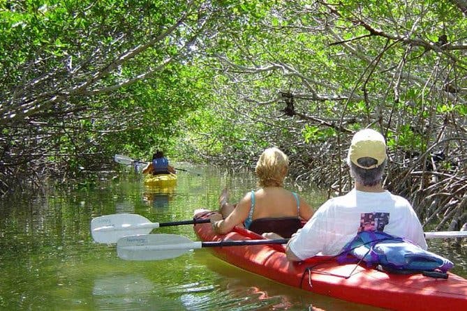 Imagen del tour: Excursión ecológica en kayak por los manglares en Cayo Hueso