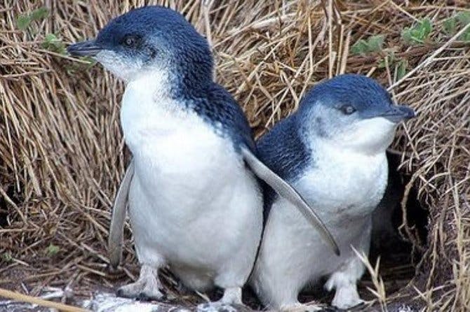 Imagen del tour: Tour de un día por los parques naturales y los pingüinos de Phillip Island
