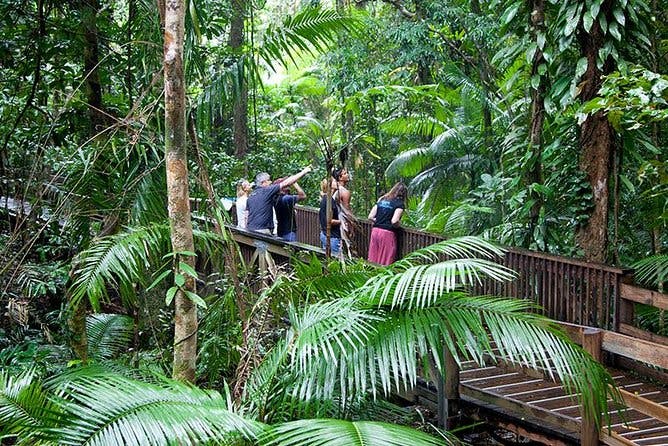 Imagen del tour: Tour de todo el día a la selva tropical de Daintree y Mossman Gorge
