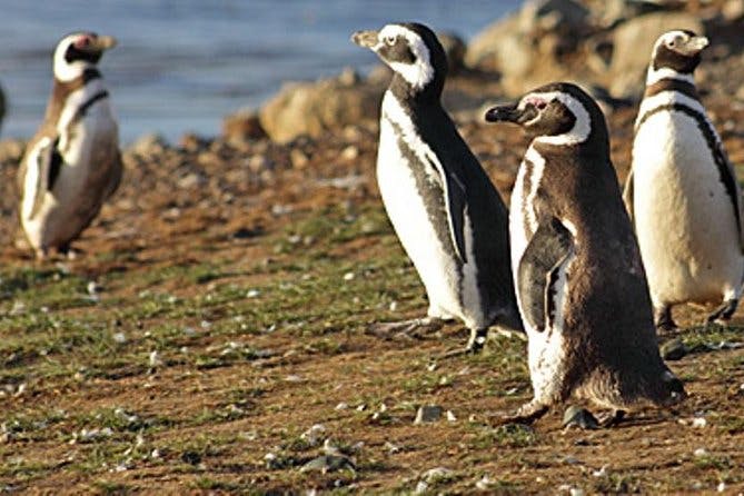 Imagen del tour: Camine con los pingüinos en Isla Martillo