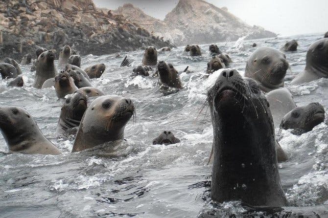 Imagen del tour: Visita a los lobos marinos de las Islas Palomino, en Lima, Perú