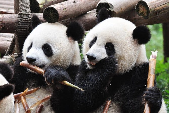 Imagen del tour: Visita turística privada a Chengdu con visita al centro de cría de pandas