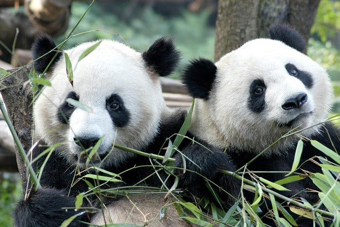 Imagen del tour: Tour de medio día por el centro de cría de pandas de Chengdu con la posibilidad de coger a un bebé panda