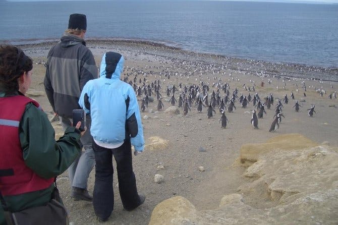 Imagen del tour: Excursión por la costa: Reserva Natural de Pingüinos de Magallanes en isla Magdalena desde Punta Arenas