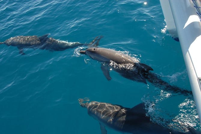 Imagen del tour: Fraser Island y Dolphin Sailing Adventure
