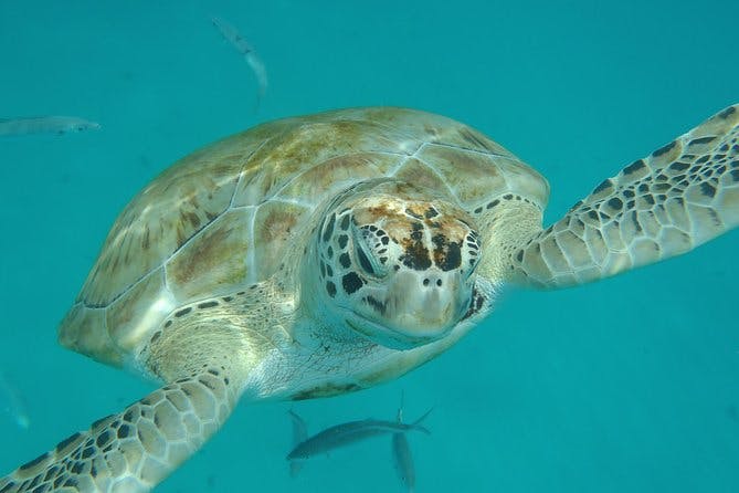 Imagen del tour: Tour por la isla de Barbados, alimentación de monos y natación con tortugas