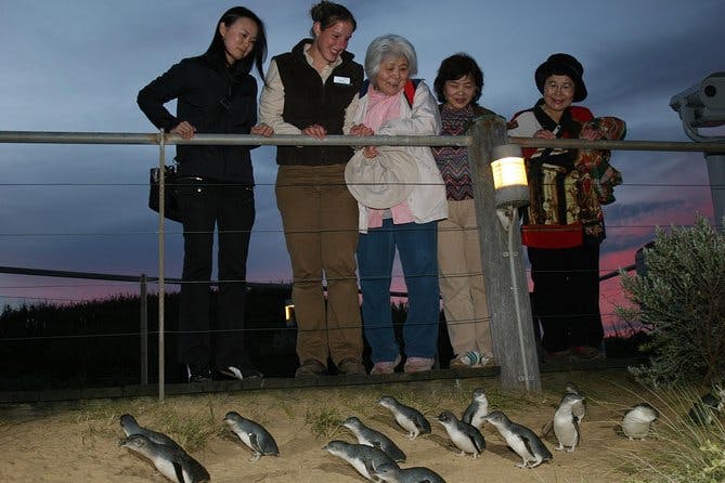 Imagen del tour: Excursión al desfile de pingüinos de Phillip Island desde Melbourne, incluido el Centro de conservación del koala