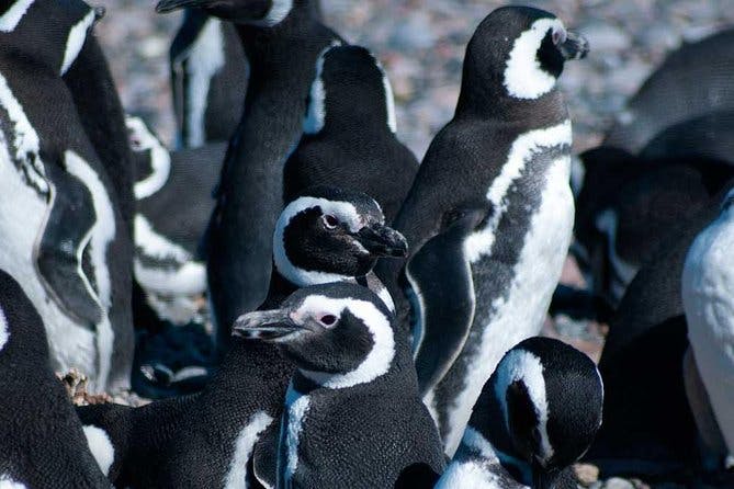 Imagen del tour: Excursión de medio día en barco a la colonia de pingüinos desde Ushuaia