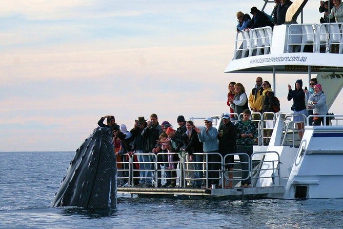 Imagen del tour: Crucero de avistamiento de ballenas en Hervey Bay