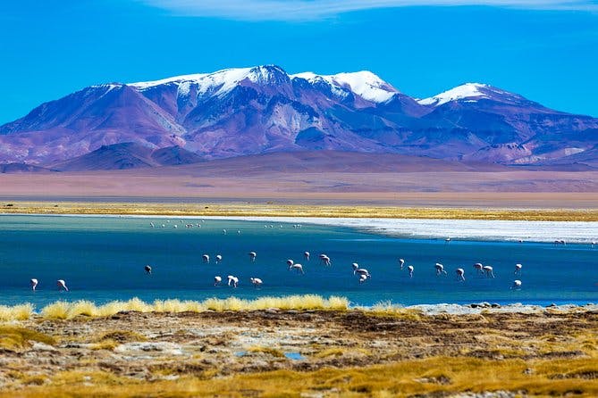 Imagen del tour: Excursión de un día al Salar de Atacama desde San Pedro de Atacama incluida la Reserva Nacional Los Flamencos y el pueblo Socaire