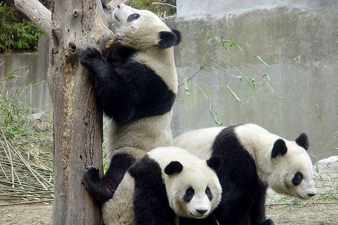 Imagen del tour: Tour privado de un día a Chengdu: pandas gigantes y museo de sitio de Jinsha