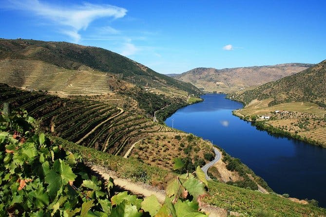 Imagen del tour: Recorrido vinícola por el Valle del Duero: visita a tres viñedos con catas y almuerzo