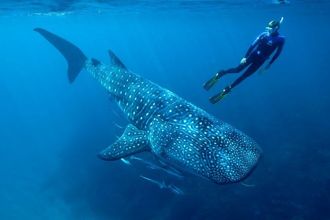 Imagen del tour: Nado con tiburones ballena y visita a la playa de Isla Mujeres