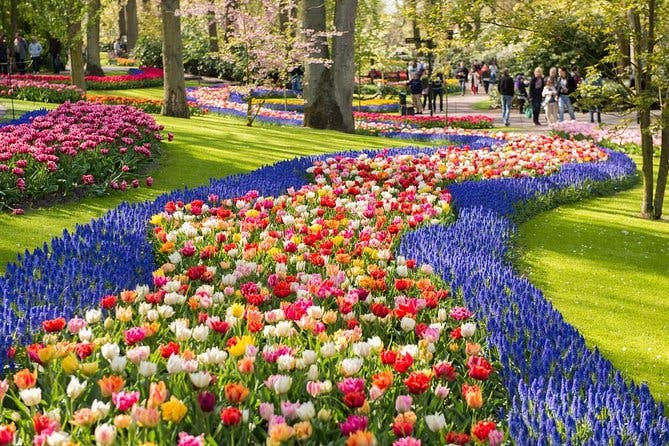Imagen del tour: Escapada de un día a los jardines de tulipanes de Keukenhof con un guía que habla español desde Ámsterdam