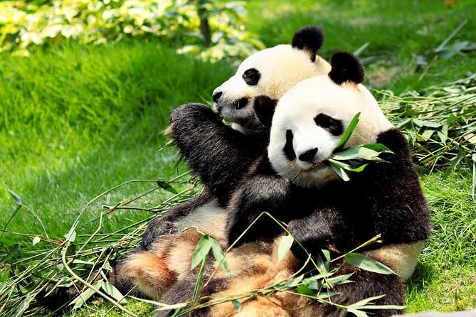 Imagen del tour: Excursión de un día: Chengdu Panda Breeding Base y Leshan Giant Buddha