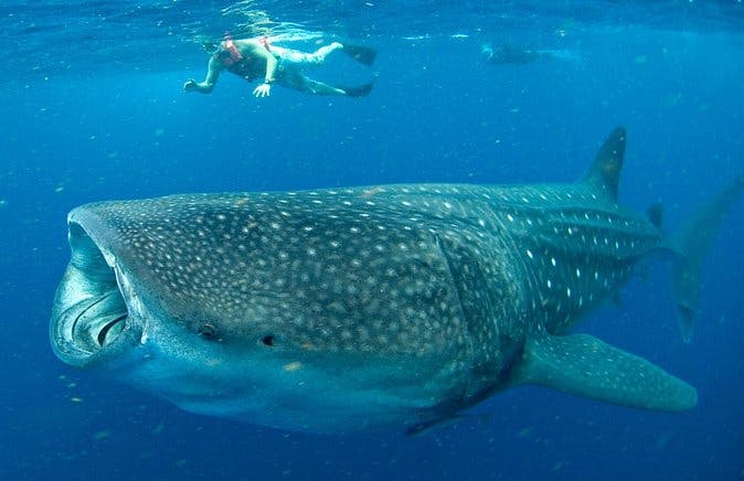 Imagen del tour: Actividad respetuosa con el medio ambiente para grupos pequeños: Excursión para ver tiburones ballena desde Cancún y Riviera Maya