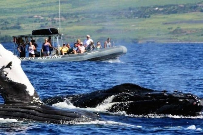 Imagen del tour: Tour de avistamiento de ballenas de Maui de cerca desde Lahaina