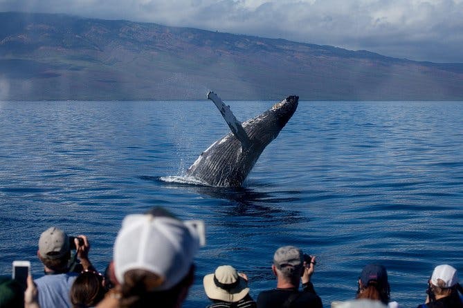 Imagen del tour: Avistamiento de ballenas desde el puerto de Lahaina