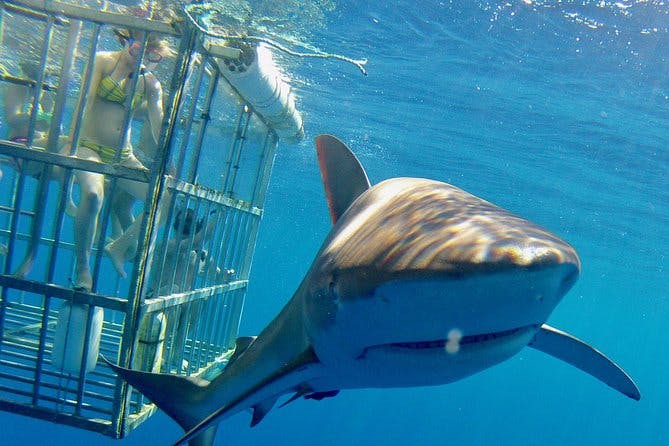 Imagen del tour: Buceo con tiburones en Oahu