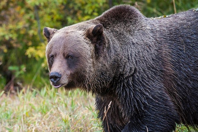 Imagen del tour: Descubra los osos grizzli de Banff