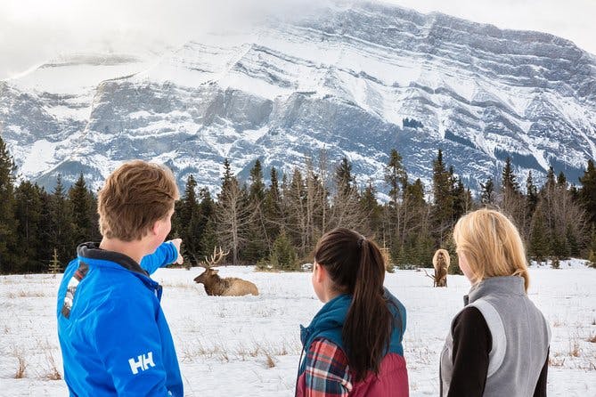 Imagen del tour: Tour de invierno: Banff y su vida silvestre