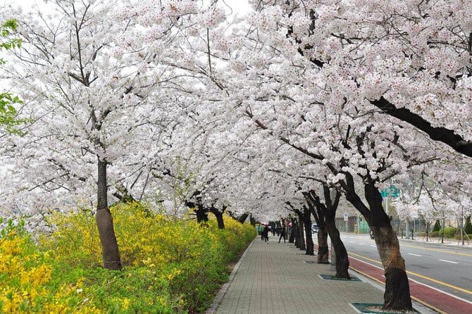 Imagen del tour: Primavera 3 días Seúl y Mt Seorak Flor de cerezo con Isla Nami del 7 al 14 de abril