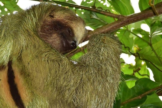 Imagen del tour: Sloth Tour en Arenal, La Fortuna | 7 personas Max | Guías locales