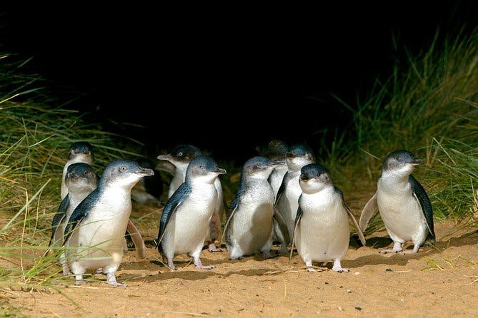 Imagen del tour: Pingüinos de Isla Phillip, playa de Brighton, Moonlit Sanctuary desde Melbourne