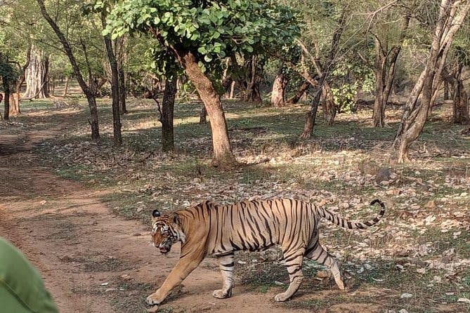 Imagen del tour: Ranthambore Evening Tiger Safari desde Jaipur