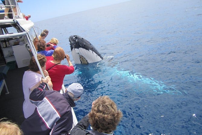 Imagen del tour: Busselton Whale Watching Eco Tours