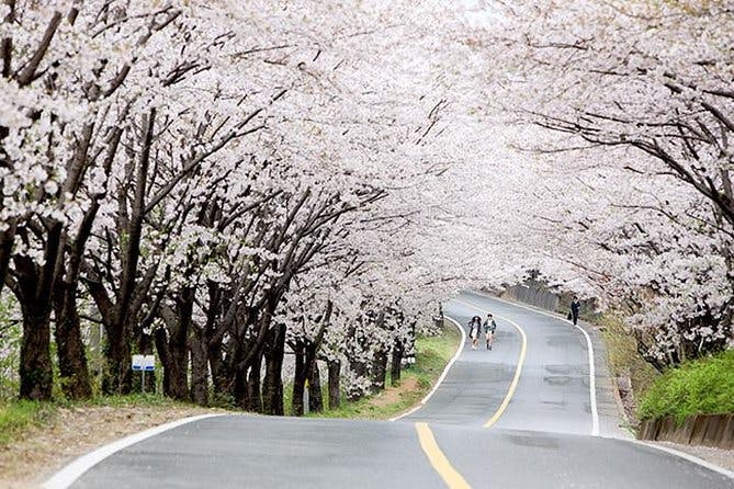 Imagen del tour: Primavera 4 días Seúl y Mt Seorak Flor de cerezo con Nami y Everland del 7 al 14 de abril