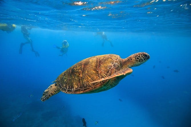 Imagen del tour: Excursión de snorkel en Turtle Canyons desde Waikiki, Hawái