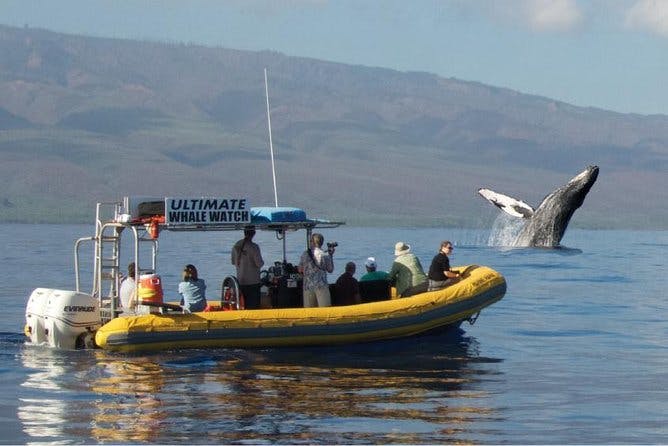 Imagen del tour: Último tour de observación de ballenas en grupos pequeños de 2 horas desde el puerto de Lahaina