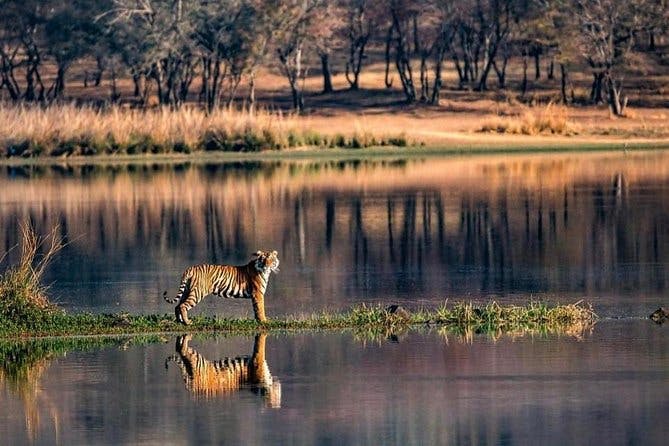 Imagen del tour: Recogida en Jaipur y viaje al Parque Nacional Ranthambore con Safari privado desde Jaipur
