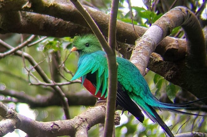 Imagen del tour: Bird Watching Monteverde