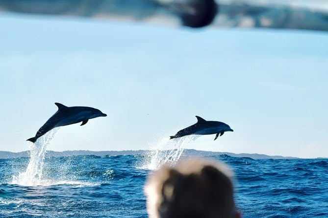 Imagen del tour: Crucero con delfines en Byron Bay
