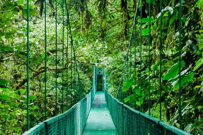 Imagen del tour: Recorrido por los puentes colgantes de Selvatura Park en Monteverde