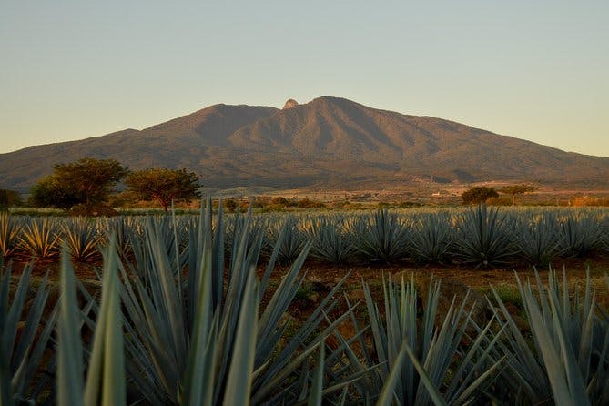 Imagen del tour: Tour a Tequila desde Guadalajara